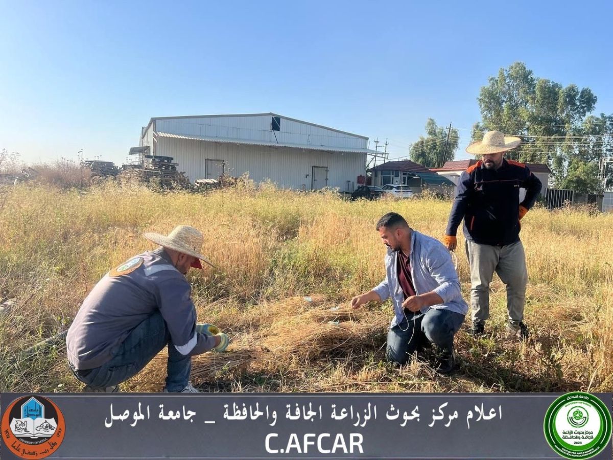 Afcar الفحم الحيوي كمدخل زراعي مستدام لزيادة نمو وحاصل الحمص. – مركز بحوث ...